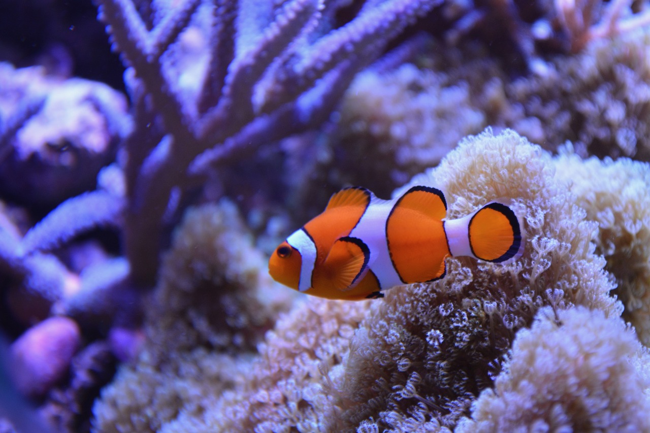 Krótki opis rybki Nemo