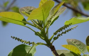 Triphala – sposób na zdrowe jelita